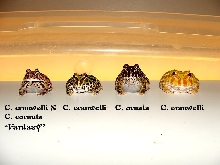 Front view of the Pacman group