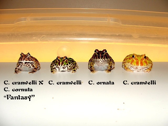 Front view of the Pacman group