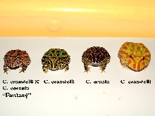 Variety of Pacmans