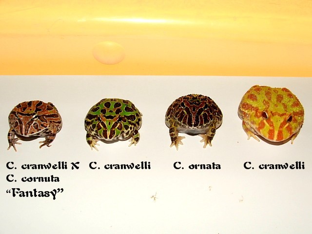 Variety of Pacmans