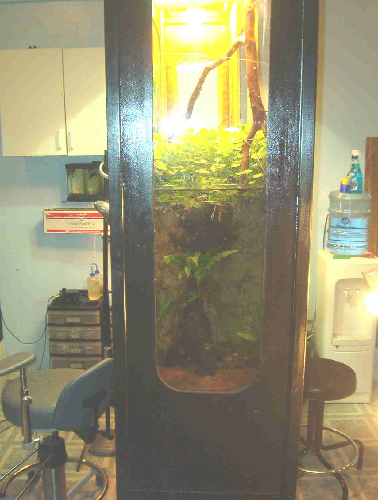frog land