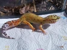 Jubba-again