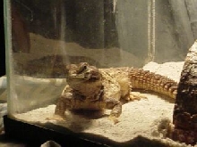 spike