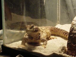 spike