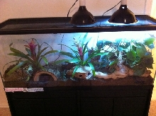 Crested Gecko Enclosure