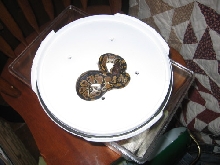 Male Black Back