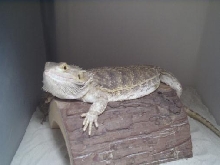 Female Bearded Dragon