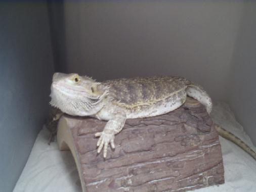 Female Bearded Dragon