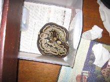 Adult Female Black Back