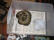 Adult Black Back Female