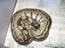 Black Back Female