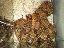 Pair of Hypo CA Boas