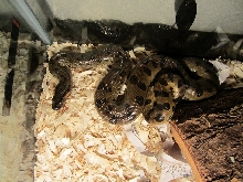 Green Anaconda