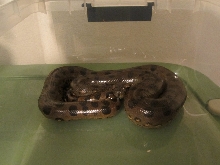 Green Anaconda