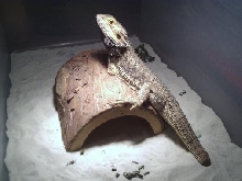 Male Bearded Dragon