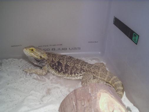 Another Male Bearded