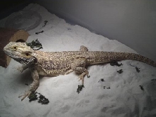 Third Male Rescue