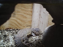 Mali Uromastyx
