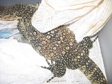 Another Water Monitor Shot