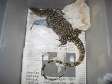 Water Monitor