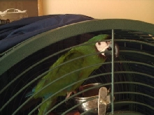 Spanky Again