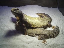 Adult Mali Uromastyx Pair