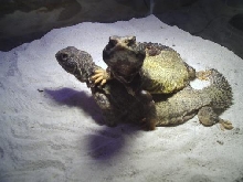 Adult Mali Uromastyx