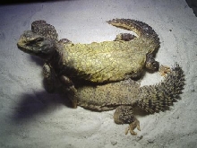 Adult Mali Uromastyx Pair