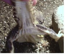 Underside of Tail