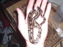 Baby Ball Python