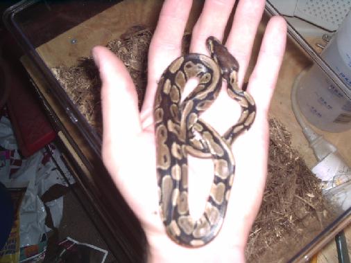 Baby Ball Python