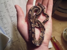 Baby Ball Python