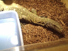 Female Croc Monitor