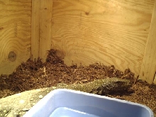 Female Croc Monitor