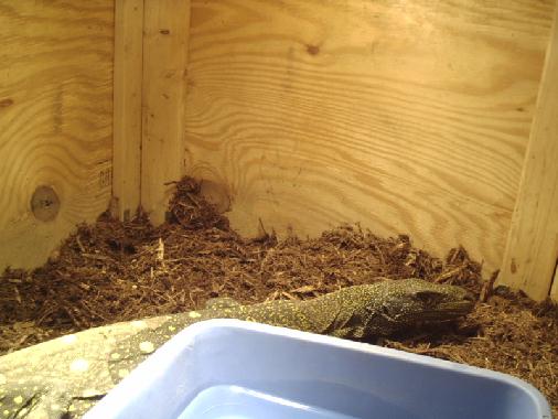 Female Croc Monitor