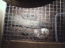 Head Shot of Croc Monitor