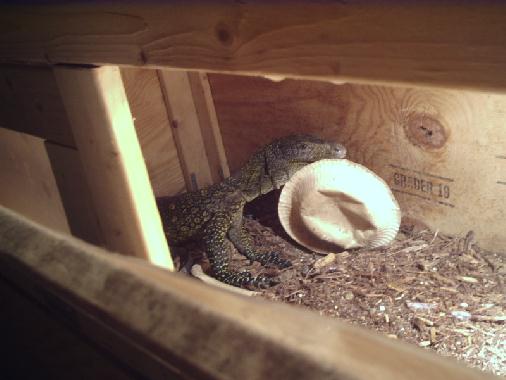 Croc Monitor Female
