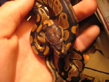 Black Back Male