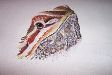 bearded dragon