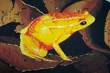 golden mantella