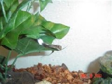 house gecko