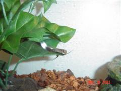 house gecko
