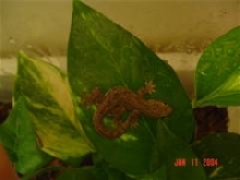 House gecko