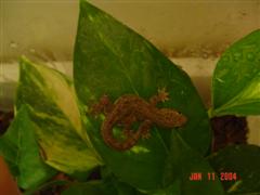 House gecko