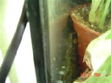 Tokay gecko
