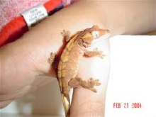 My Crested Gecko