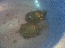 RES  hatchlings