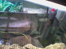 Turtles in tank