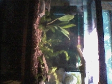 Tank set-up
