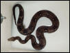 Central American Male